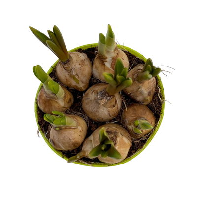 Mixtopf Narzissen und Muscari, blau-gelb, Topf-Ø 12 cm, 6 Pflanzen