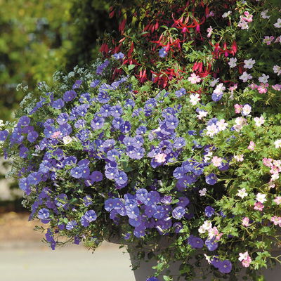 Blaue Mauritius blau, Topf-Ø 12 cm, 6er-Set