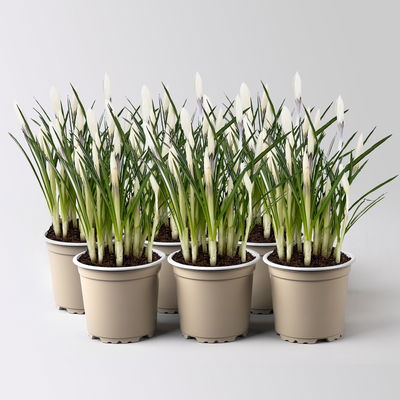 Krokus 'Jeanne d'Arc', weiß, vorgetrieben, Topf-Ø 10,5 cm, 6 Pflanzen Krokus 'Jeanne d'Arc', weiß, vorgetrieben, Topf-Ø 10,5 cm, 6 Pflanzen