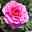 Stammrose 'Gertrude Jekyll' (Ausbord), Englische Rose, Stamm 60cm 7,5 lt. Topf