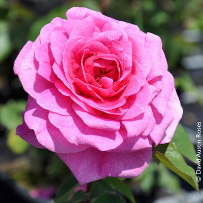 Englische Rose 'Gertrude Jekyll' (Ausbord), rosa, Doppelbogen, Topf 10 Liter Englische Rose 'Gertrude Jekyll' (Ausbord), rosa, Doppelbogen, Topf 10 Liter