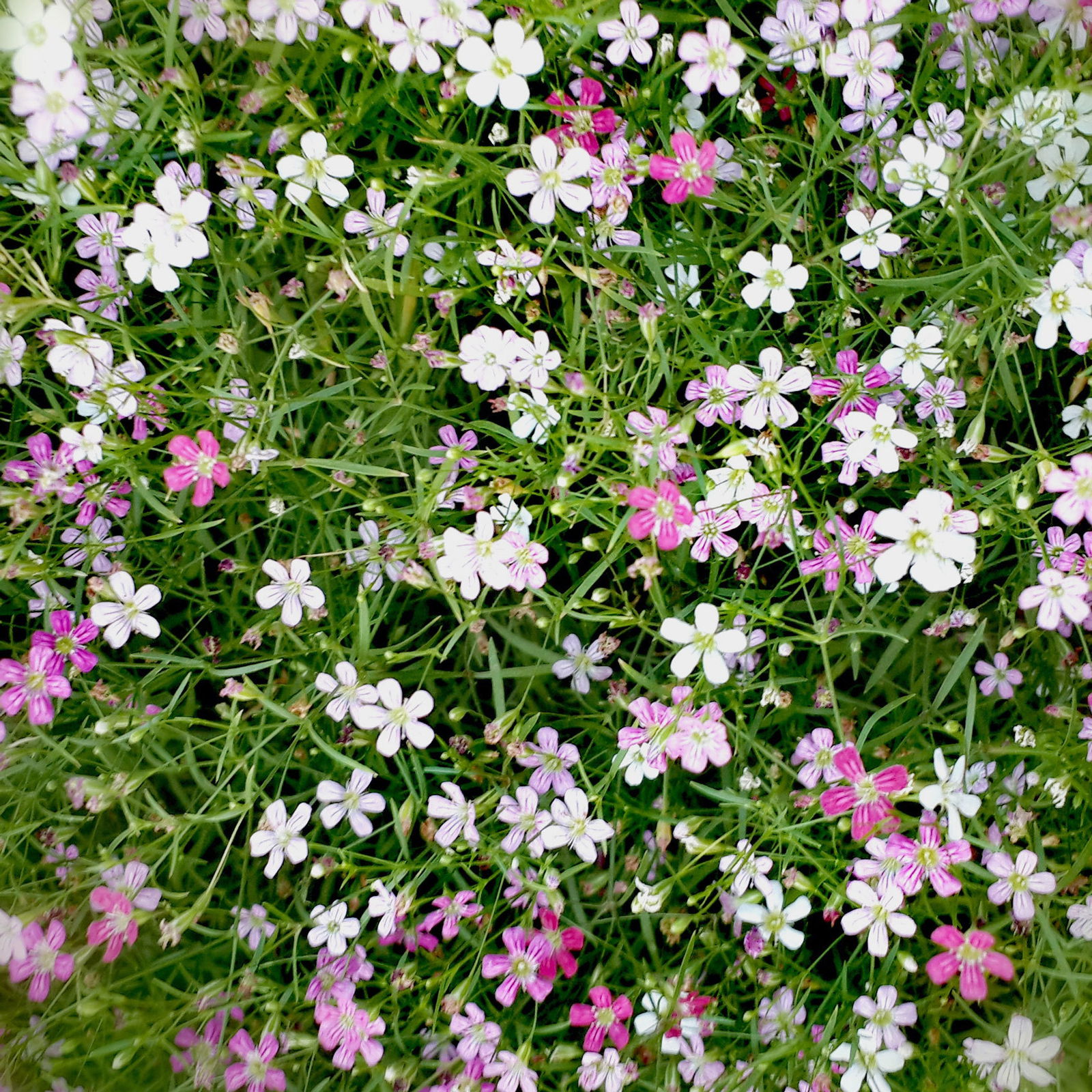 Schleierkraut 'Duo' rosa-weiß, Topf-Ø 12/13 cm