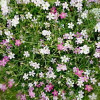 Schleierkraut 'Duo' rosa-weiß, Topf-Ø 12/13 cm