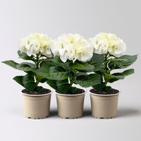 Hortensie 'Schnellball®', weiß, 1-Trieber, Topf-Ø 9 cm, 3 Pflanzen