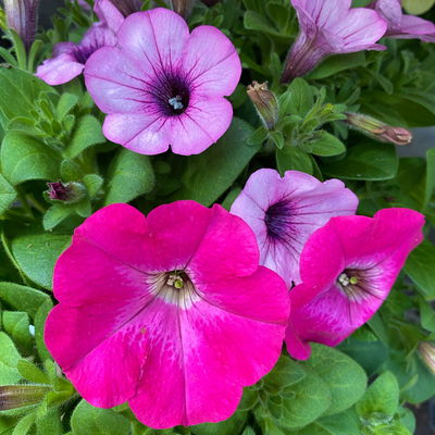 Petunien 'Duo' rosa & pink, hängend, Topf-Ø 14 cm, 4er-Set