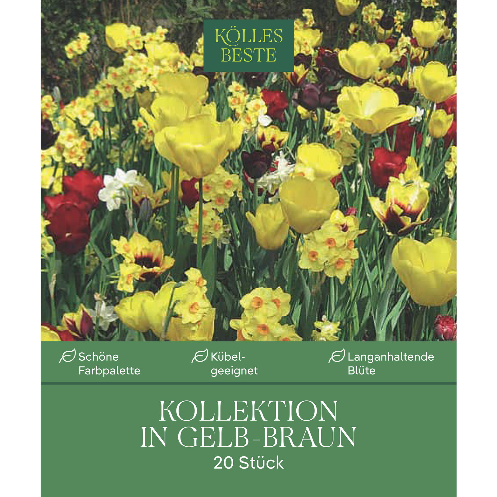 Bienenweide-Mischung Tulpe & Narzisse, gelb-kastanienbraun, 20 Blumenzwiebeln Bienenweide-Mischung Tulpe & Narzisse, gelb-kastanienbraun, 20 Blumenzwiebeln