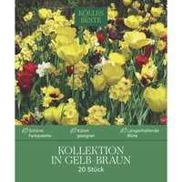 Bienenweide-Mischung Tulpe & Narzisse, gelb-kastanienbraun, 20 Blumenzwiebeln Bienenweide-Mischung Tulpe & Narzisse, gelb-kastanienbraun, 20 Blumenzwiebeln