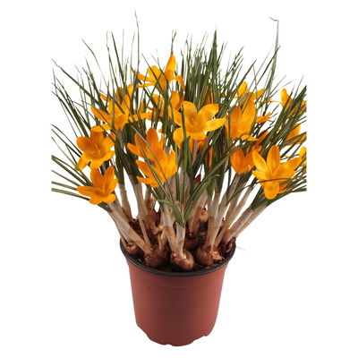 Krokus gelb, vorgetrieben, Topf-Ø 10,5 cm, 6 Pflanzen