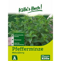 Kölle's Beste Pfefferminze mehrjährig, 6 g