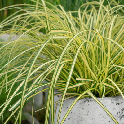 Bio Gartensegge 'Eversheen', gelb-grün, Topf-Ø 12 cm, 3 Pflanzen Bio Gartensegge 'Eversheen', gelb-grün, Topf-Ø 12 cm, 3 Pflanzen