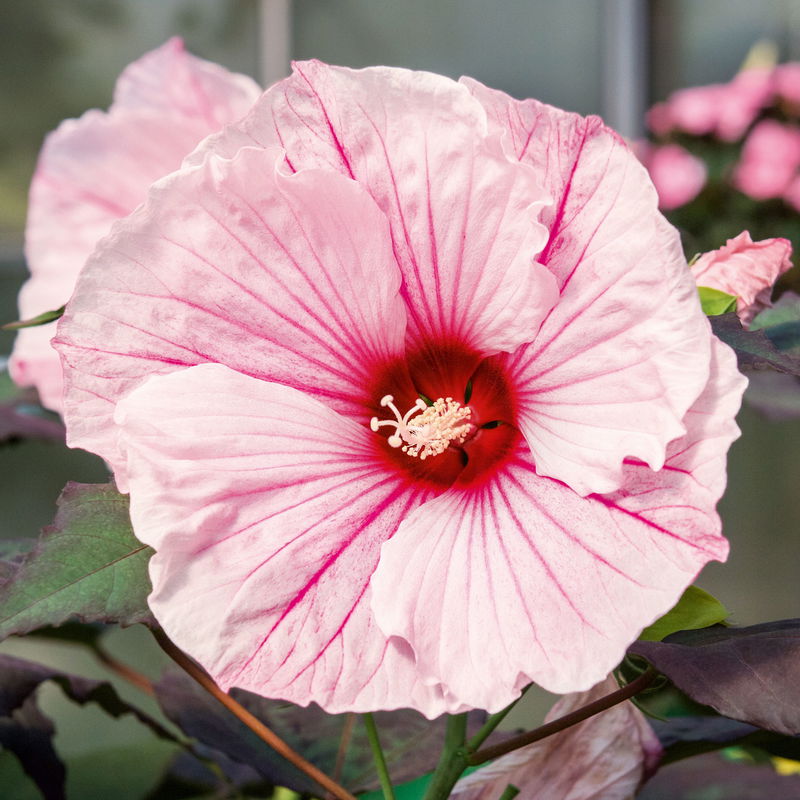 RiesenHibiskus 'Dark Mystery', hellrosa, online kaufen PflanzenKölle