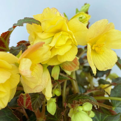 Begonie, halbhängend, Farbe zufällig, Topf-Ø 13 cm, 6 Pflanzen