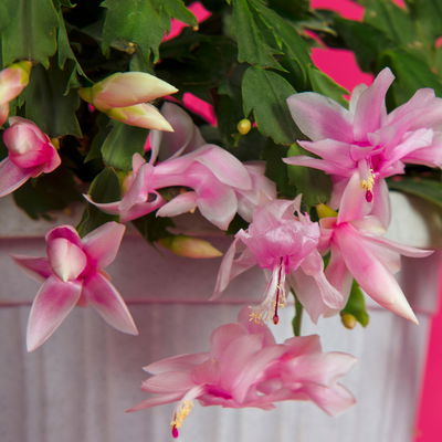 Weihnachtskaktus, rosa, mit Übertopf Dallas anthrazit, Topf-Ø 12 cm, 2 Pflanzen Weihnachtskaktus, rosa, mit Übertopf Dallas anthrazit, Topf-Ø 12 cm, 2 Pflanzen