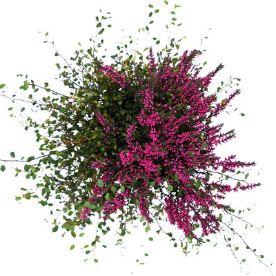 Knospenheide & Mühlenbeckia Duo, rot, Topf-Ø 13cm, 6 Pflanzen Knospenheide & Mühlenbeckia Duo, rot, Topf-Ø 13cm, 6 Pflanzen