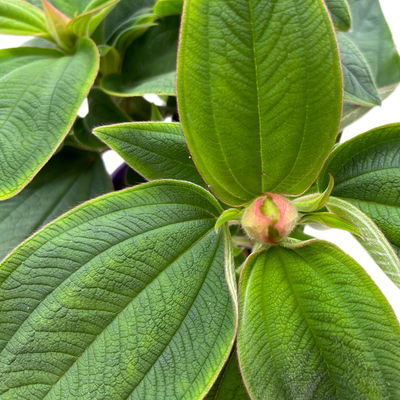 Veilchenbaum violettblau, Topf-Ø 15 cm, Höhe ca. 35 cm