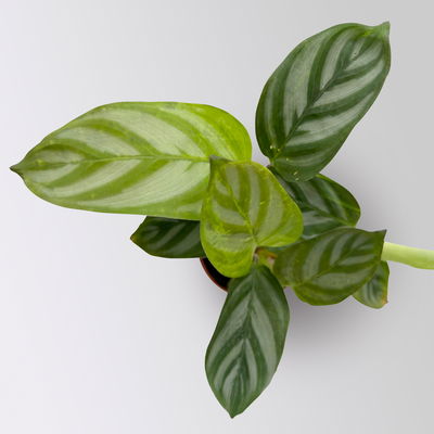 Calathea Mini Mix zufällig, Topf-Ø 7 cm, Höhe ca. 10-15 cm, 8 Pflanzen Calathea Mini Mix zufällig, Topf-Ø 7 cm, Höhe ca. 10-15 cm, 8 Pflanzen