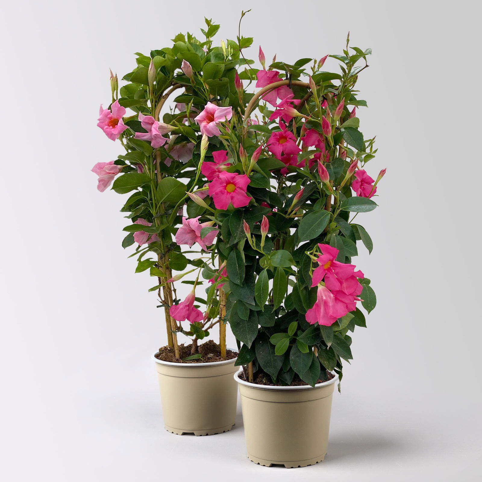 Dipladenie, rosa, Doppelbogen, Topf-Ø 17 cm, 2 Pflanzen