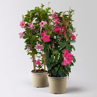 Dipladenie, rosa, Doppelbogen, Topf-Ø 17 cm, 2 Pflanzen