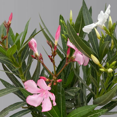 Oleander 'Trio', bunt, Topf-Ø 15 cm, Höhe ca. 40 cm 2 Pflanzen Oleander 'Trio', bunt, Topf-Ø 15 cm, Höhe ca. 40 cm 2 Pflanzen