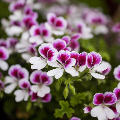 Schmuckgeranie 'Angel®', rosa-pink-weiß, Farbe variiert, Topf-Ø 12cm, 6 Pflanzen