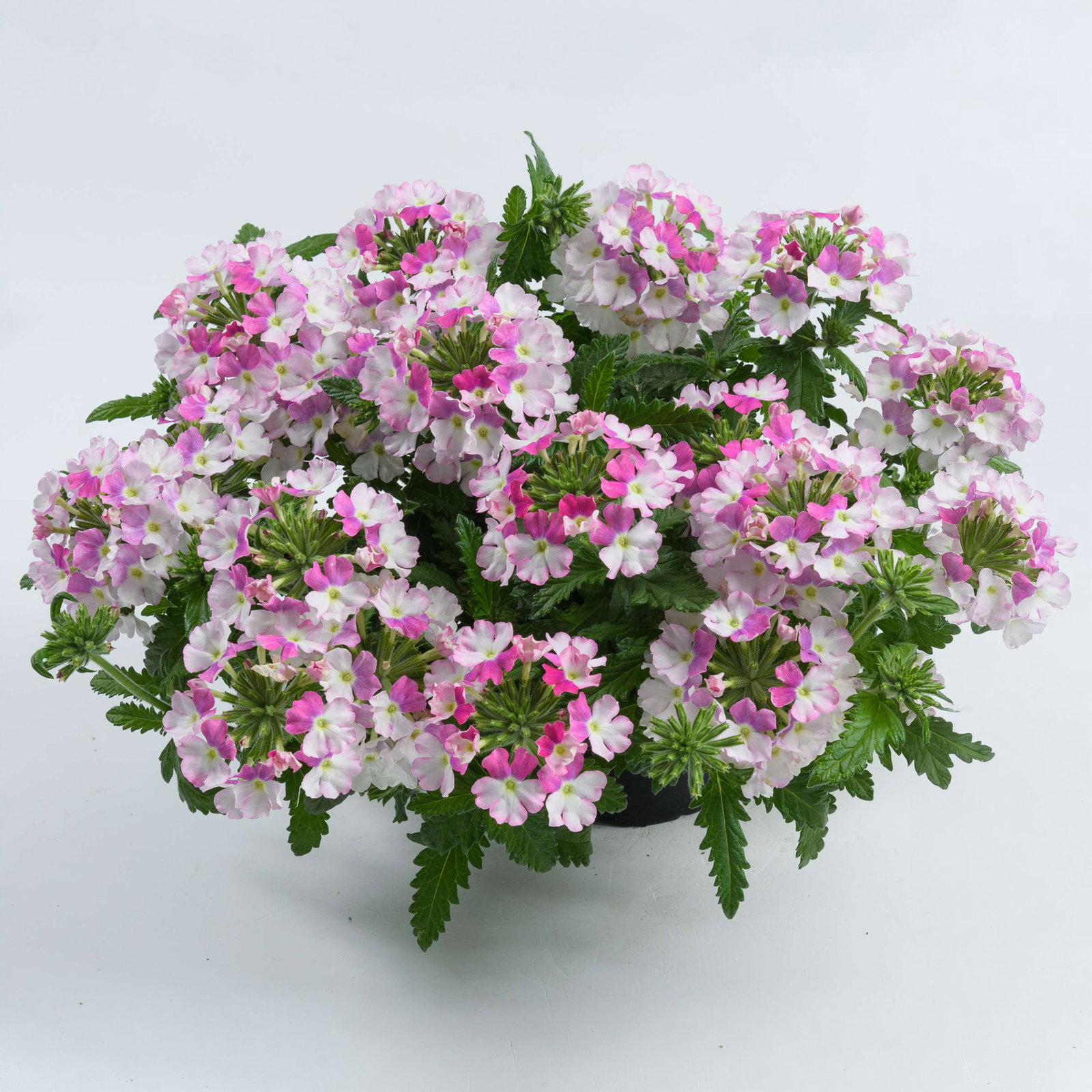 Eisenkraut, weiß-pink, Topf-Ø 12 cm, 6 Pflanzen