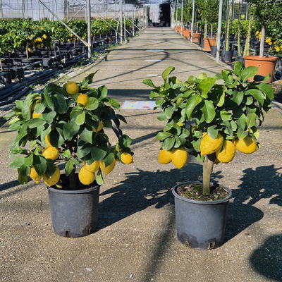 Zitronenbaum, kurzer Stamm, Topf-Ø 20 cm, 1 Pflanze Zitronenbaum, kurzer Stamm, Topf-Ø 20 cm, 1 Pflanze