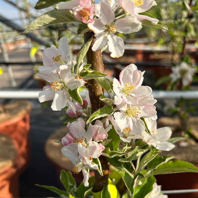 Kölle Bio Säulenapfel 'Rhapsodie'Ⓢ, Unterlage MM 111,  Topf 10 Liter