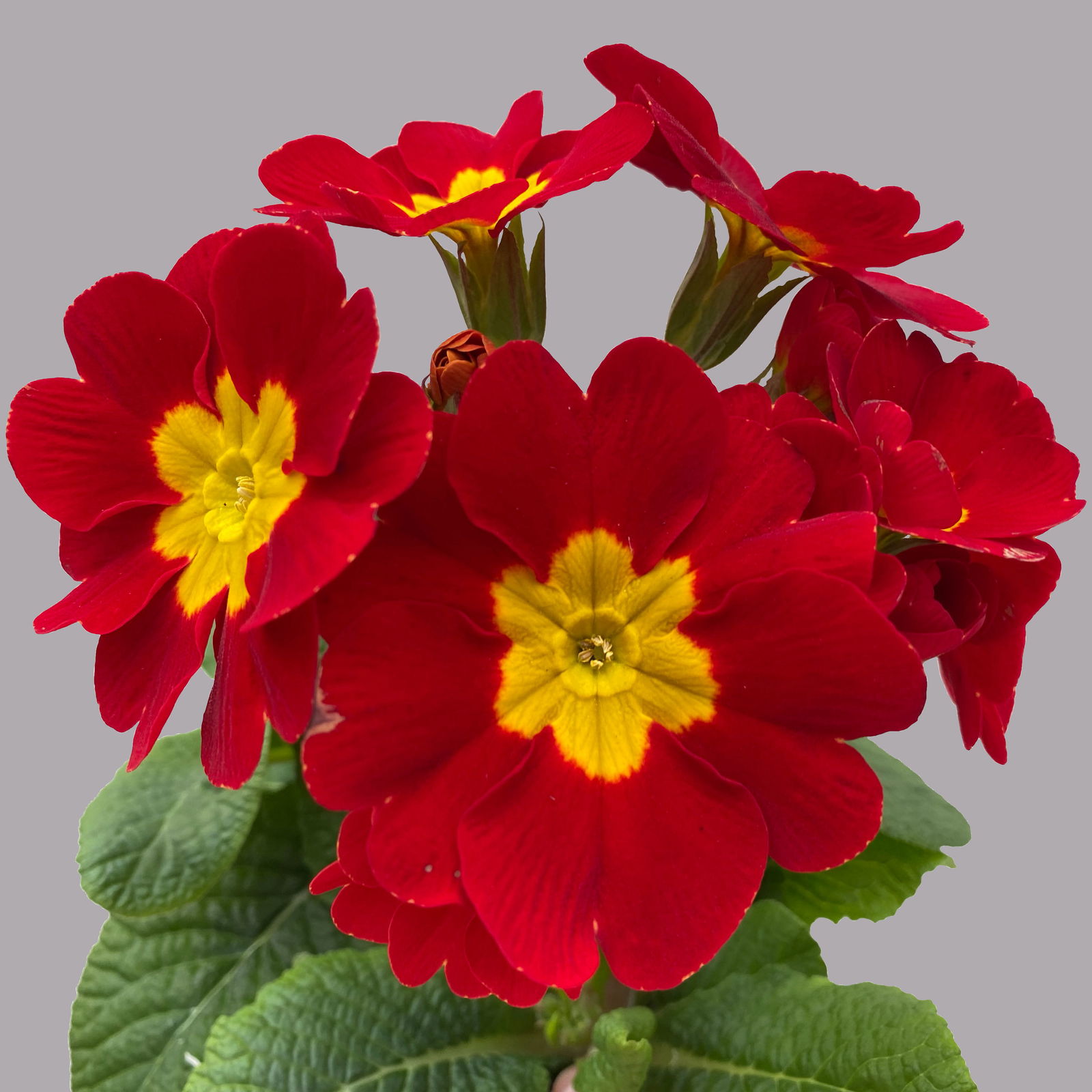 Hohe Schlüsselblume 'Inara® Red' rot, Topf-Ø 13 cm, 6er-Set