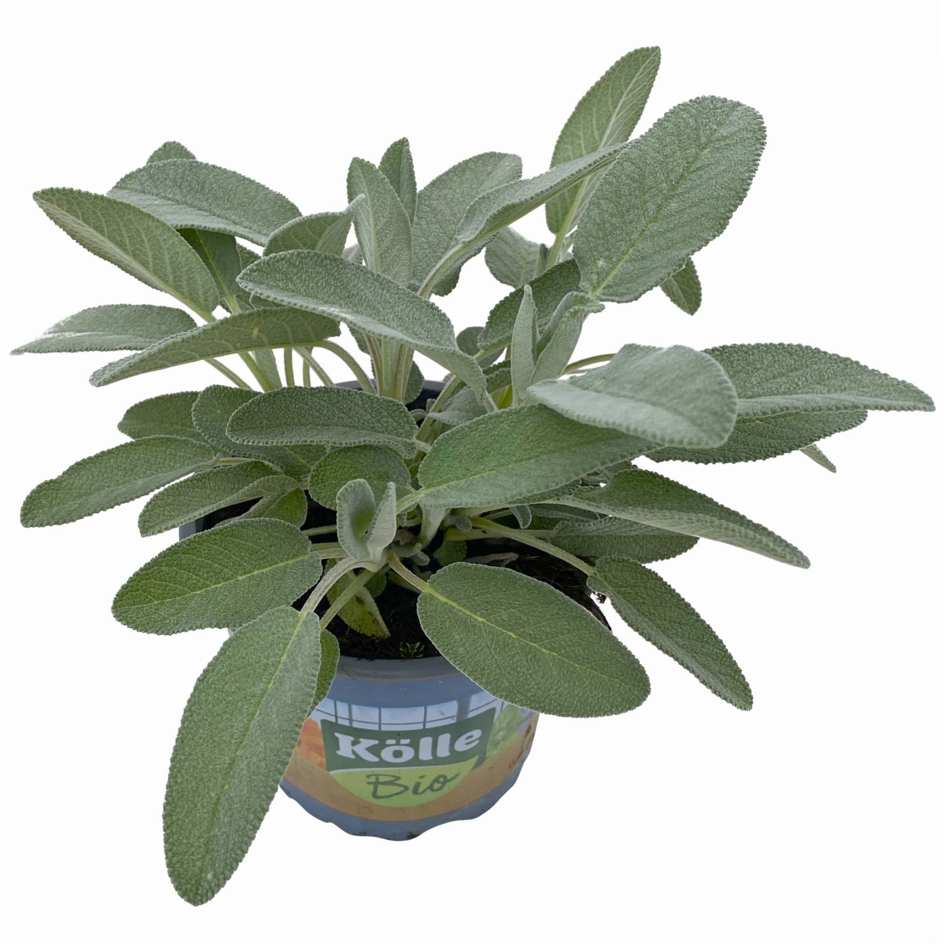 Salbei großblättrig, Kölle Bio, 12cm Topf, frisch aus unserer BioGärtnerei