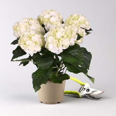 Hortensie weiß, Topf-Ø 13/14 cm, 7 Dolden, Höhe ca. 35 cm, 2 Pflanzen