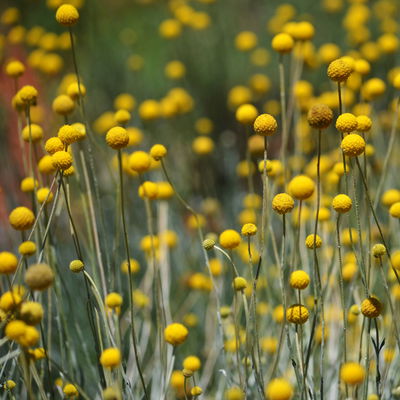 Craspedia gelb, Topf-Ø 17 cm Craspedia gelb, Topf-Ø 17 cm