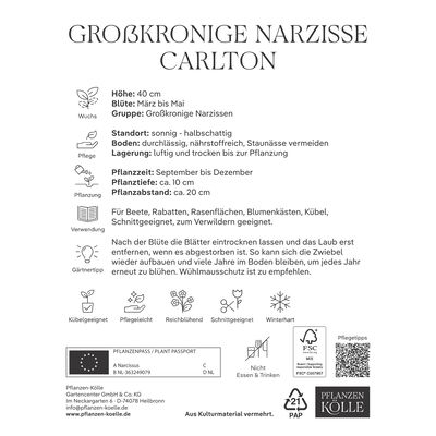 Osterglocken Carlton gelb, 10 Blumenzwiebeln Osterglocken Carlton gelb, 10 Blumenzwiebeln