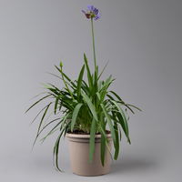 Agapanthus 'Bluety®' blau, Topf-Ø 24 cm