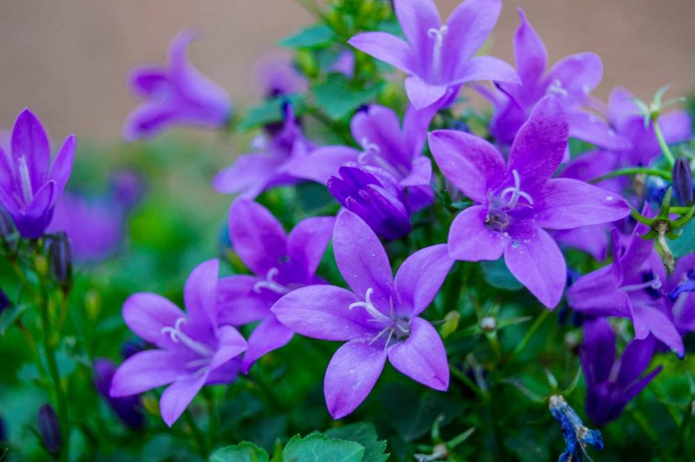 Glockeblumen blühend mit lila-blauen Blüten
