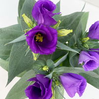 Lisianthus, blau, Topf-Ø 10,5 cm, 6 Pflanzen