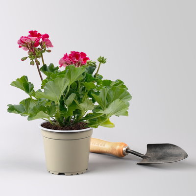 Grabbepflanzung Sommer rot-weiß-blau, 12 Pflanzen