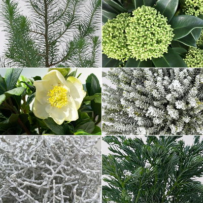 Pflanzenkreation Winterweiß, 8 Pflanzen + Lichterkette + Erde Pflanzenkreation Winterweiß, 8 Pflanzen + Lichterkette + Erde