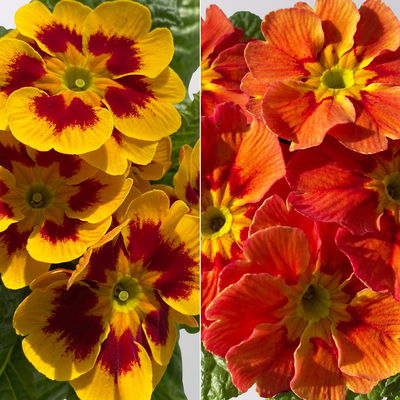 Primel 'Tagetes', gelb-orange-rot, Farben zufällig, Topf-Ø 11 cm, 8 Pflanzen