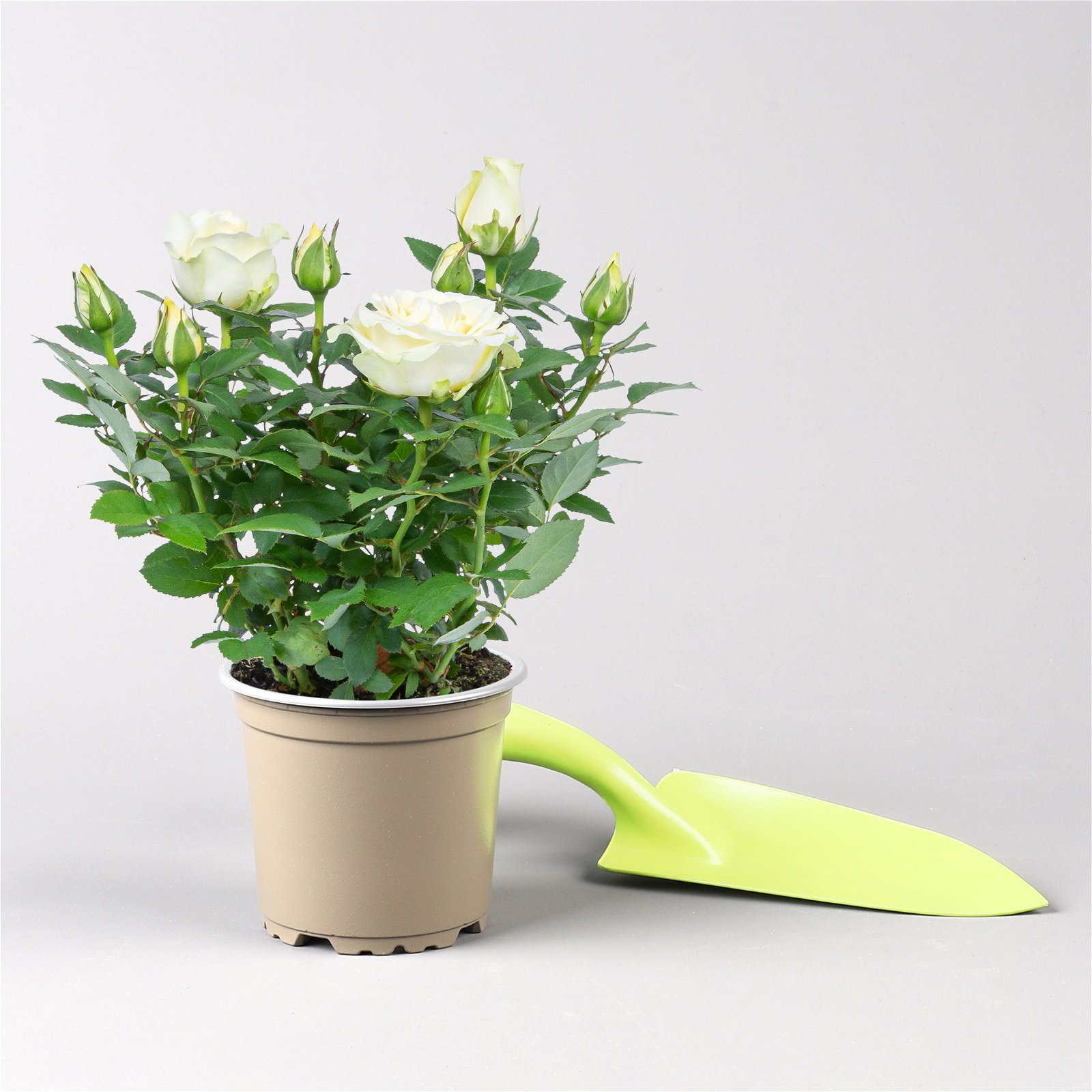 Rose 'Pearl Kordana® Grande' reinweiß, Topf-Ø 10,5 cm, 3er-Set
