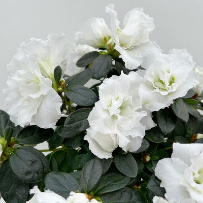 Azalee, Stamm, Farbe zufällig, Topf-Ø 13cm, Höhe ca. 45 cm, 2 Pflanzen Azalee, Stamm, Farbe zufällig, Topf-Ø 13cm, Höhe ca. 45 cm, 2 Pflanzen