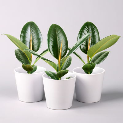 Gummibaum 'Robusta' in Topf Dallas, weiß Topf-Ø 12cm, Höhe ca. 40-45 cm, 3er-Set Gummibaum 'Robusta' in Topf Dallas, weiß Topf-Ø 12cm, Höhe ca. 40-45 cm, 3er-Set