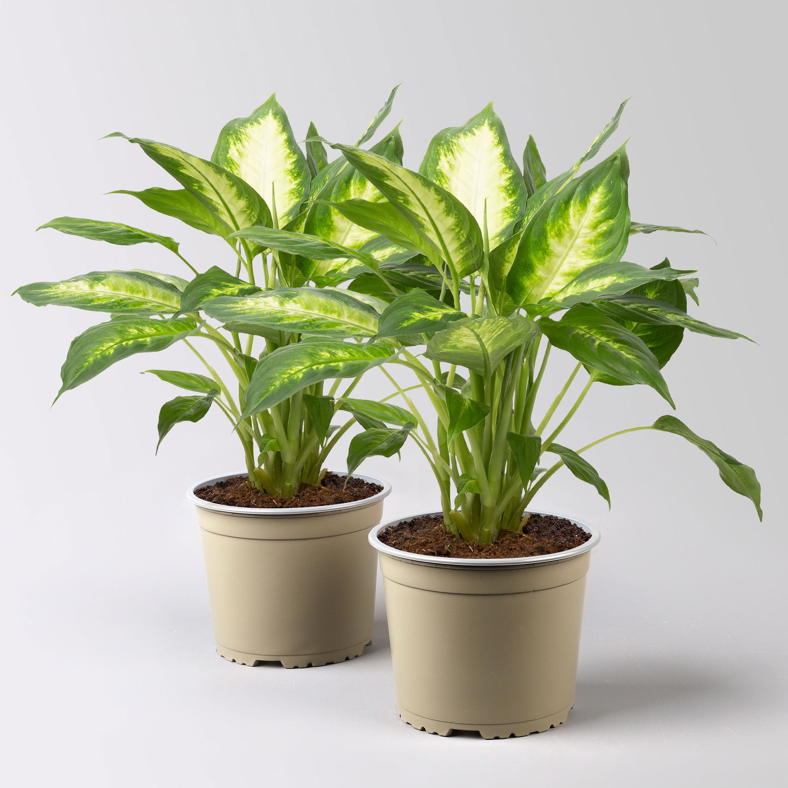 Dieffenbachie 'Camilla', Topf-Ø 17cm, Höhe ca. 50-60 cm, 2 Pflanzen