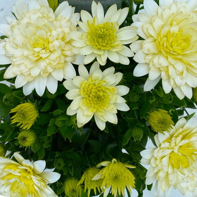 Kapkörbchen weiß gefüllt, Topf-Ø 12 cm, 6er-Set