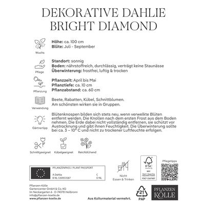 Kölles Beste Blumenknolle, Dekorative Dahlien 'Bright Diamond'