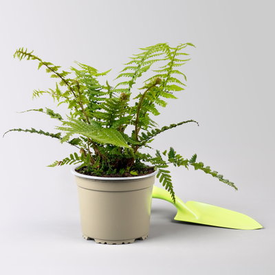 Goldschuppenfarn, Topf-Ø 15 cm, 3 Pflanzen Goldschuppenfarn, Topf-Ø 15 cm, 3 Pflanzen