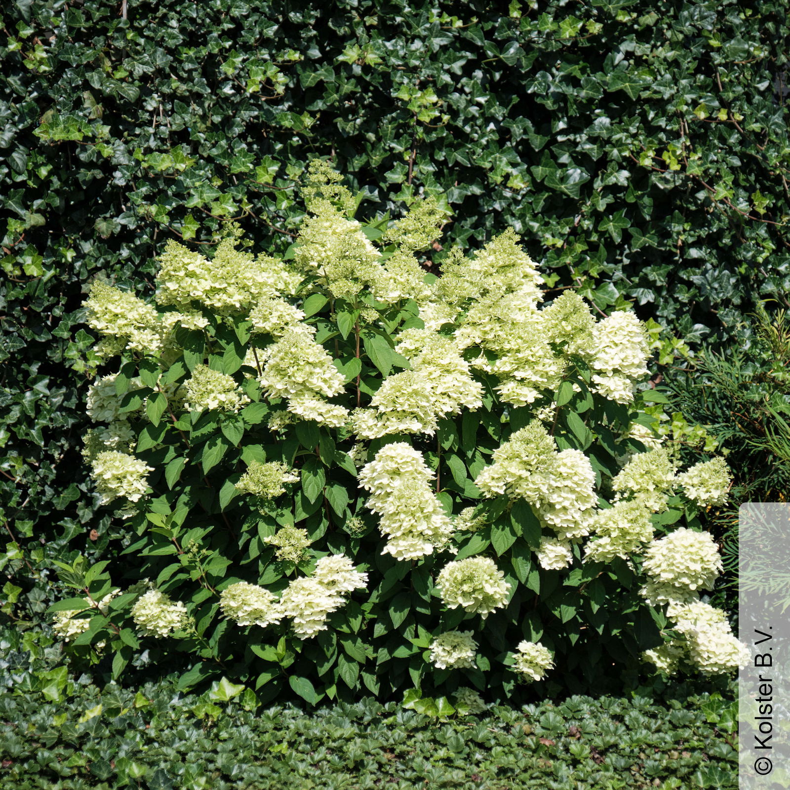 Rispenhortensie 'Magical® Candle', Hydrangea paniculata, weiß, Topf 5 Liter