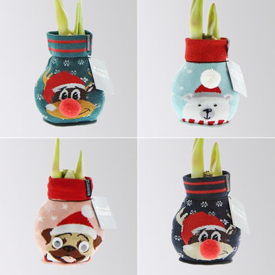 Amaryllis in Wachs, Dekor 'Pullover Silly', Muster zufällig, Blüte rot Amaryllis in Wachs, Dekor 'Pullover Silly', Muster zufällig, Blüte rot