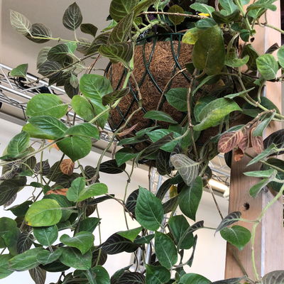 Blu Bio Käsekraut, Topf-Ø 12 cm, 6er Set Blu Bio Käsekraut, Topf-Ø 12 cm, 6er Set