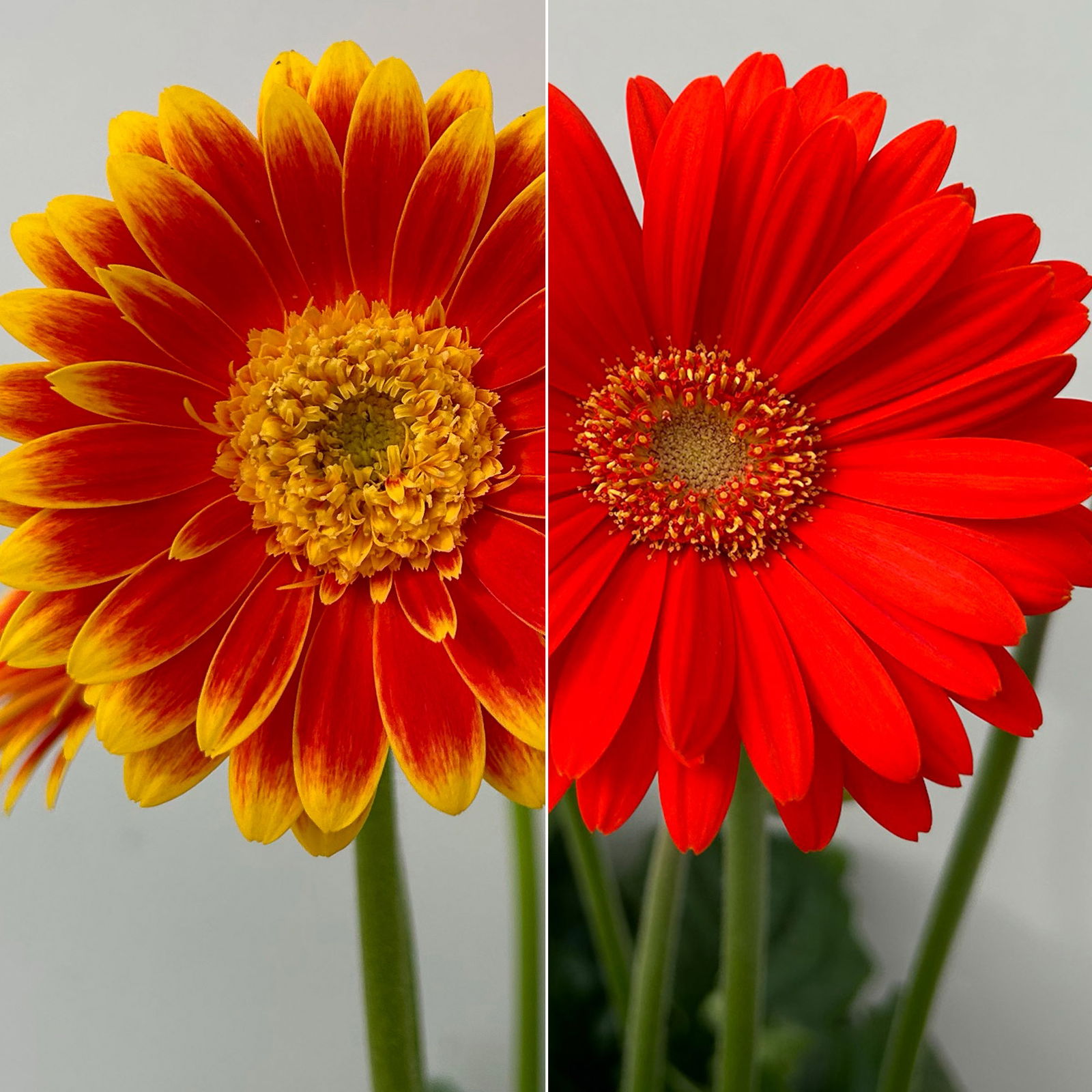 Gerbera 'Garvinea® Orange', Topf-Ø 19 cm