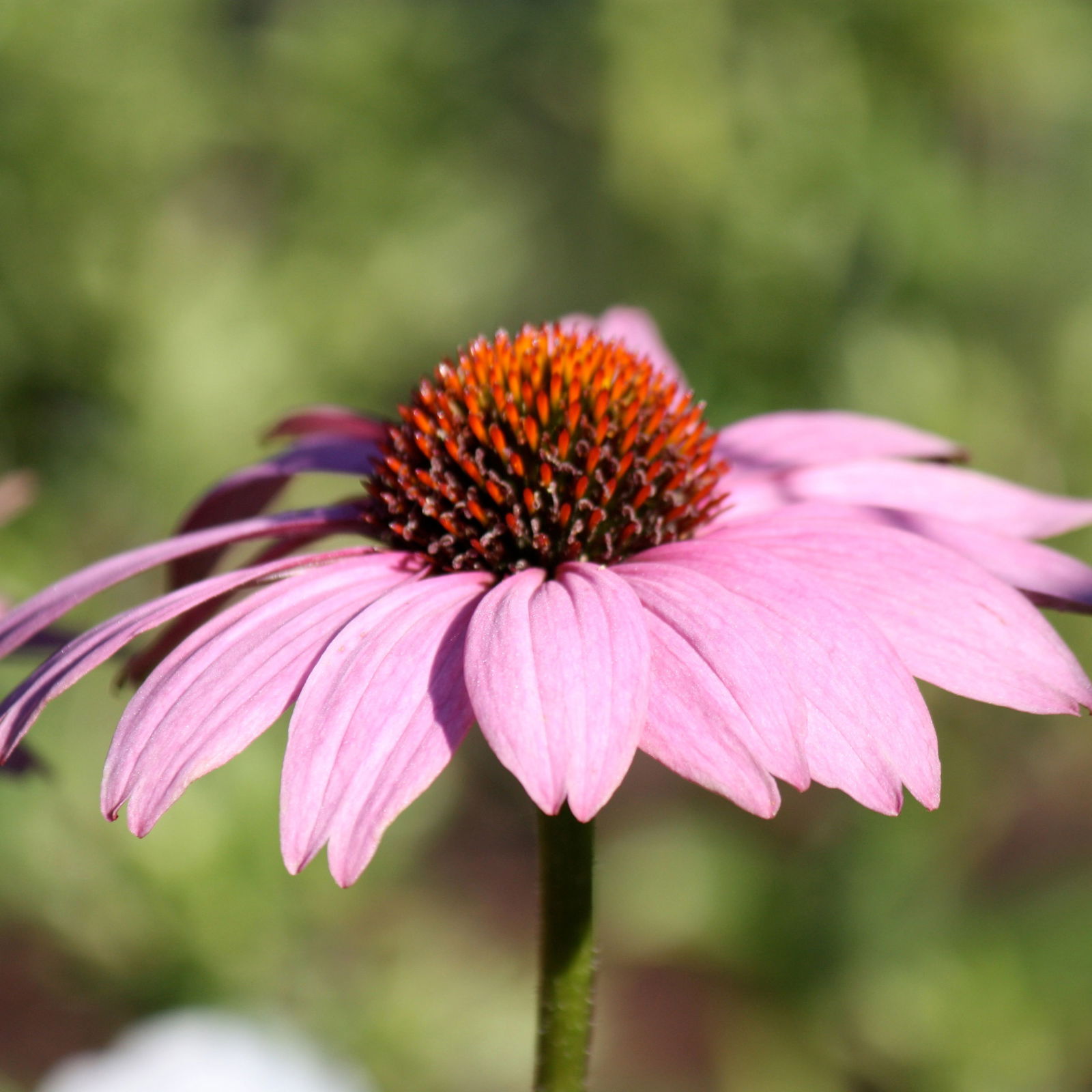 Purpursonnenhut 'PowWow® Wild Berry', purpurrosa, Topf-Ø 13 cm